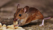 24 Hour & Emergency Exterminators in Issaquah, WA